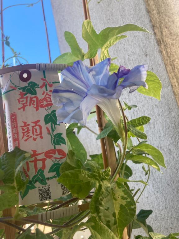 七夕の歌｜写メ日記｜加納｜鶯谷 人妻デリヘル 鶯谷人妻城