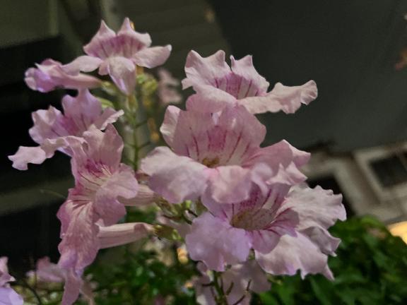 おやすみなさい｜写メ日記｜緒方｜鶯谷 人妻デリヘル 鶯谷人妻城