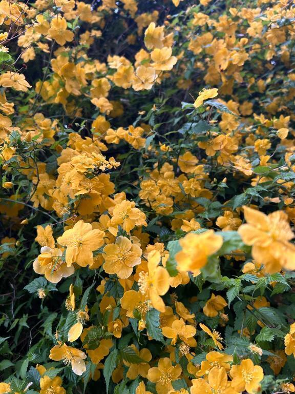 お得なお知らせ｜写メ日記｜一花｜鶯谷 人妻デリヘル 鶯谷人妻城