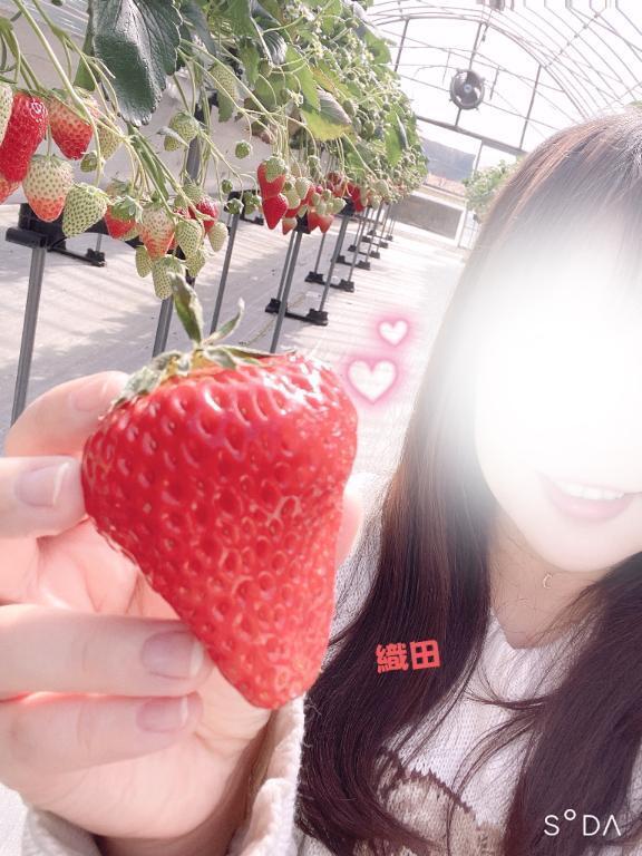 イチゴ狩り(**)︎｜写メ日記｜織田｜鶯谷 人妻デリヘル 鶯谷人妻城
