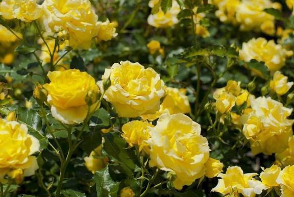 【お礼日記】バリバリ205｜写メ日記｜戦場ヶ原｜鶯谷 人妻デリヘル 鶯谷人妻城