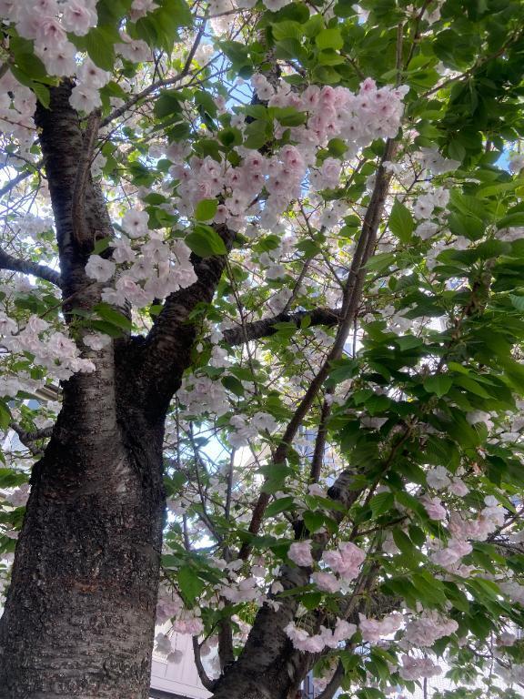 篠田の雑談｜写メ日記｜篠田｜鶯谷 人妻デリヘル 鶯谷人妻城