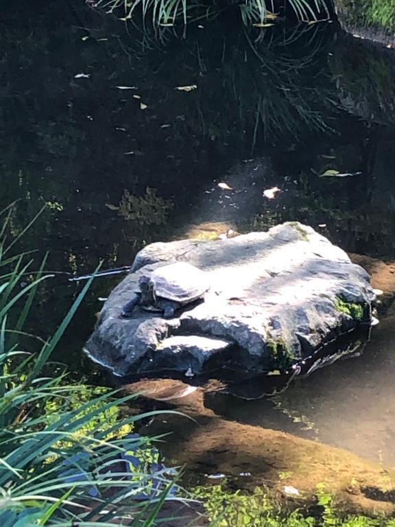 復活｜写メ日記｜小波｜鶯谷 人妻デリヘル 鶯谷人妻城