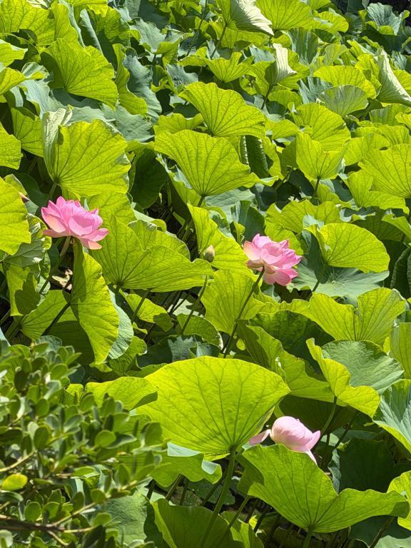 お久しぶりです｜写メ日記｜宮沢｜鶯谷 人妻デリヘル 鶯谷人妻城