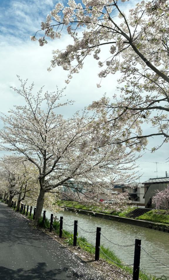 🌸🌸🌸｜写メ日記｜草野｜鶯谷 人妻デリヘル 鶯谷人妻城