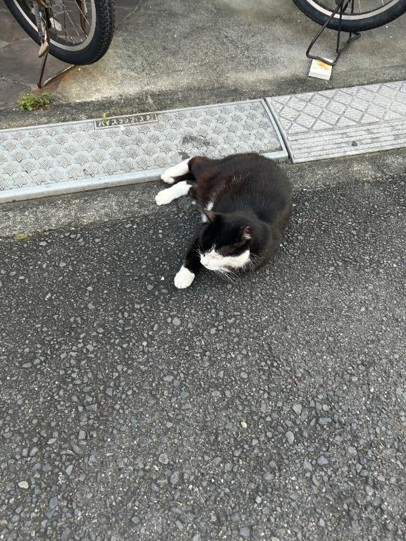 ねこさん｜写メ日記｜長峰｜鶯谷 人妻デリヘル 鶯谷人妻城