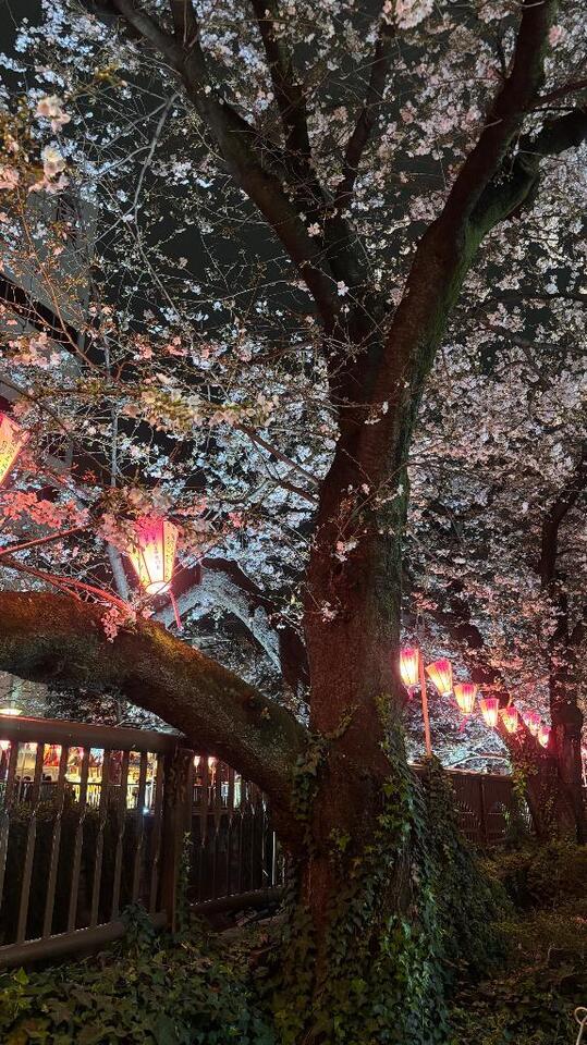 今空いてます♡｜写メ日記｜ゆな★男性経験1人の素人美少女｜品川・五反田 一般デリヘル 五反田Tiara～ティアラ～