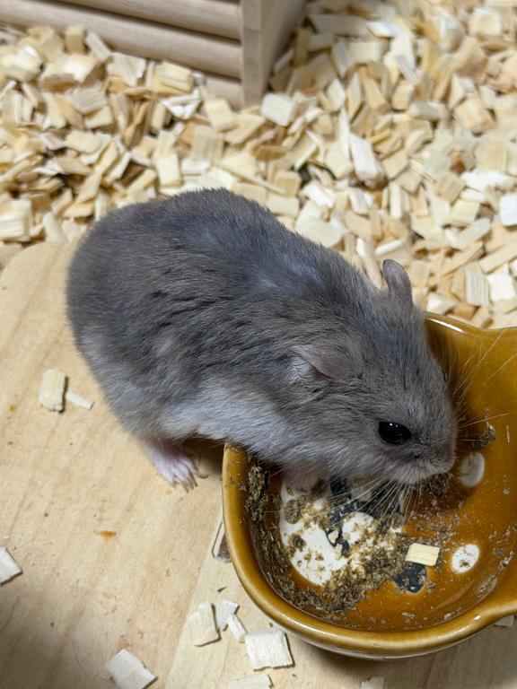 かわいい🐹｜写メ日記｜にこ★恋人感溢れる純真JD★｜品川・五反田 一般デリヘル 五反田Tiara～ティアラ～
