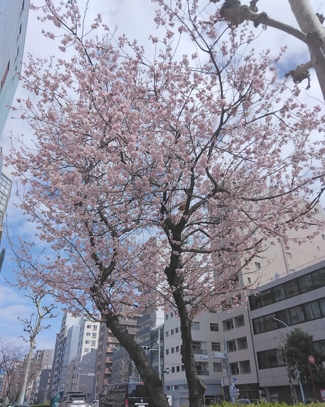 3月9日🌸｜写メ日記｜浜中｜鶯谷 人妻デリヘル 鶯谷・上野ＣＬＵＢ Ａ(クラブエー)