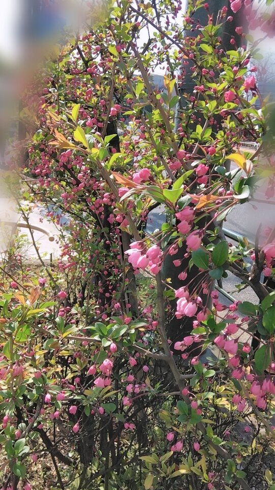 新しい4月へ♡｜写メ日記｜浜中｜鶯谷 人妻デリヘル 鶯谷・上野ＣＬＵＢ Ａ(クラブエー)