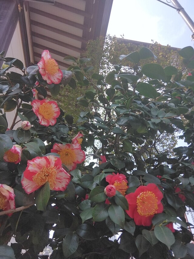 こんにちは♡｜写メ日記｜浜中｜鶯谷 人妻デリヘル 鶯谷・上野ＣＬＵＢ Ａ(クラブエー)