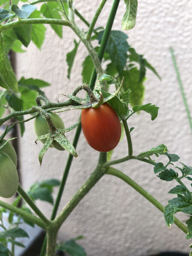 夏近づく