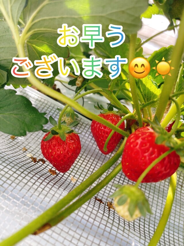🍓🍓🍓｜写メ日記｜矢口｜鶯谷 人妻デリヘル 鶯谷・上野ＣＬＵＢ Ａ(クラブエー)