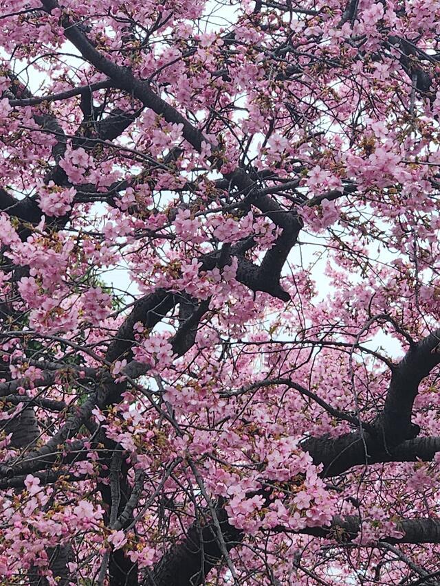 鶯谷駅は…｜写メ日記｜真中｜鶯谷 人妻デリヘル 鶯谷・上野ＣＬＵＢ Ａ(クラブエー)