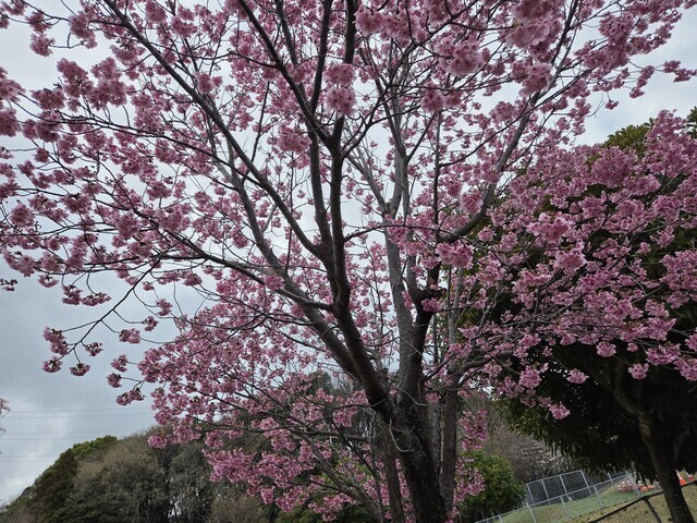 年度末ファイティン！｜写メ日記｜真中｜鶯谷 人妻デリヘル 鶯谷・上野ＣＬＵＢ Ａ(クラブエー)