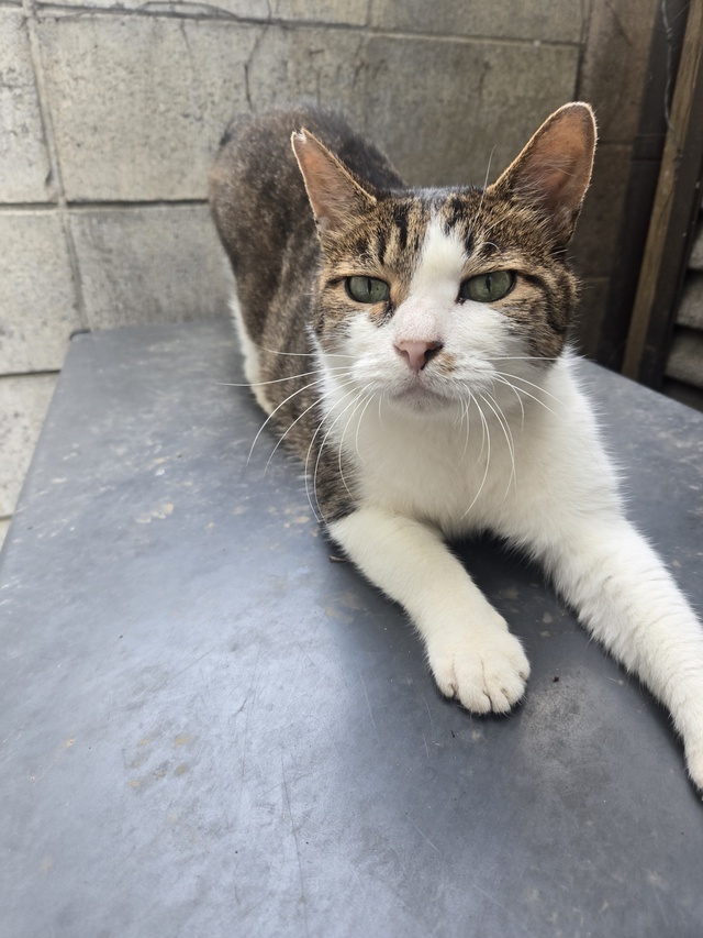 猫を見かけると🐱｜写メ日記｜星井｜鶯谷 人妻デリヘル 鶯谷・上野ＣＬＵＢ Ａ(クラブエー)