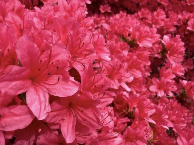 バトン 。｜写メ日記｜瀬奈｜鶯谷 人妻デリヘル 鶯谷・上野ＣＬＵＢ Ａ(クラブエー)