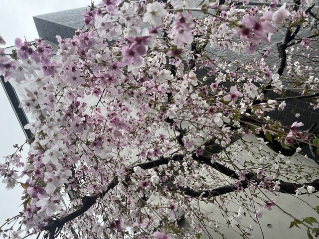 ありがとうございました✨｜写メ日記｜相沢｜鶯谷 人妻デリヘル あなたに逢いたくて