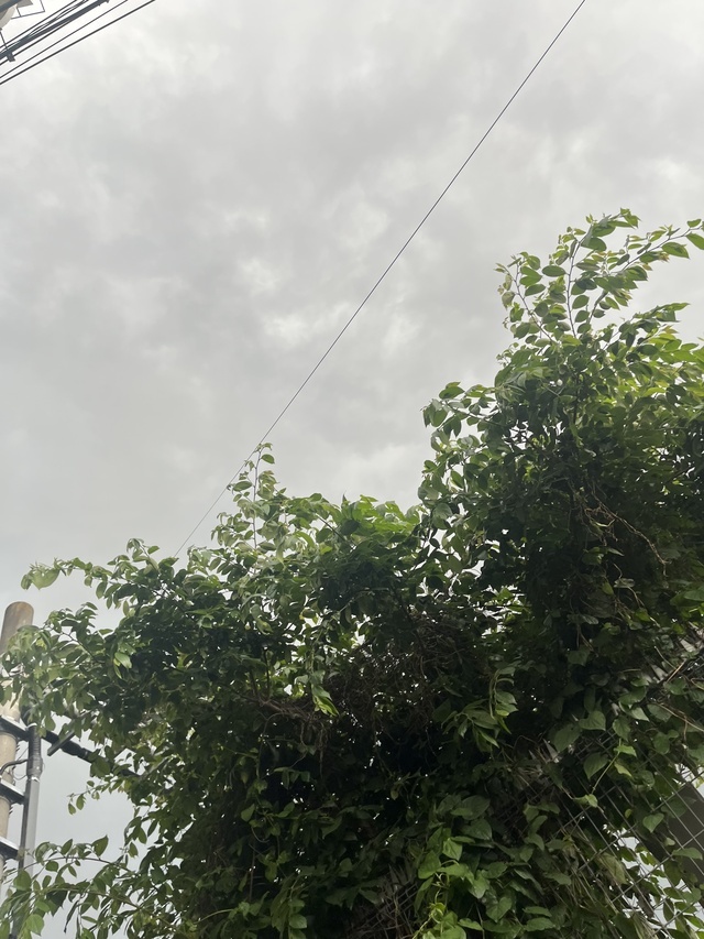 ☔️降ってきた〜🫤｜写メ日記｜川崎｜鶯谷 人妻デリヘル あなたに逢いたくて