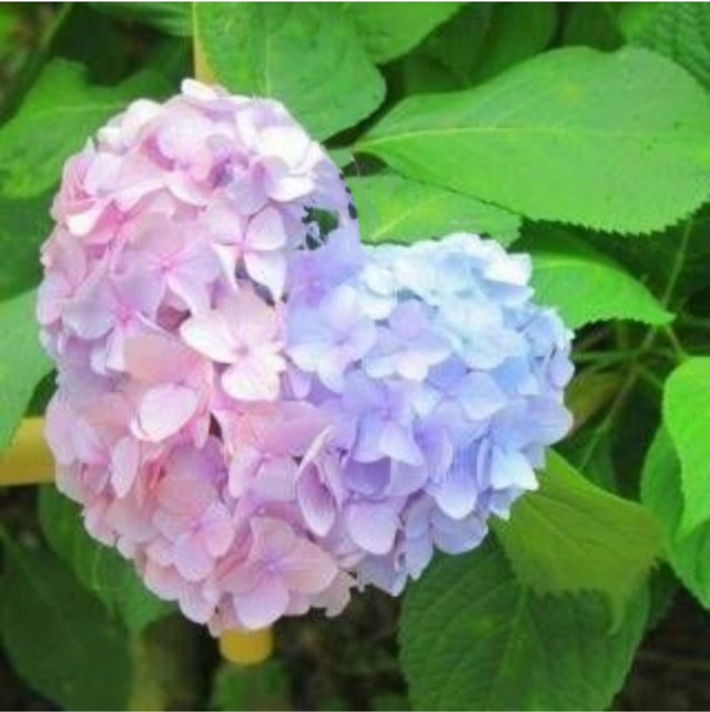 いきまーす｜写メ日記｜川崎｜鶯谷 人妻デリヘル あなたに逢いたくて
