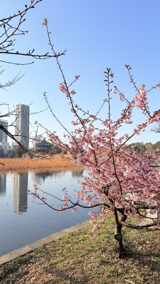 こんにちは｜写メ日記｜大原｜鶯谷 人妻デリヘル あなたに逢いたくて