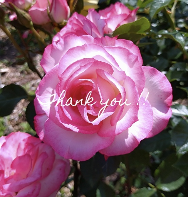 お礼🩵｜写メ日記｜川村｜鶯谷 人妻デリヘル あなたに逢いたくて