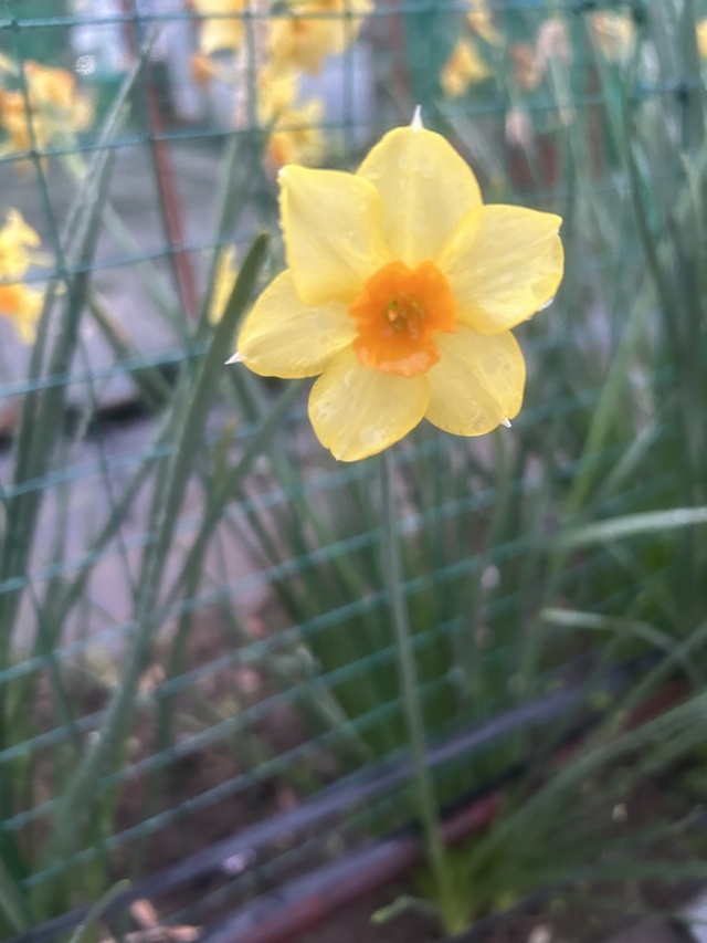 ありがとっ♡｜写メ日記｜松岡｜鶯谷 人妻デリヘル あなたに逢いたくて