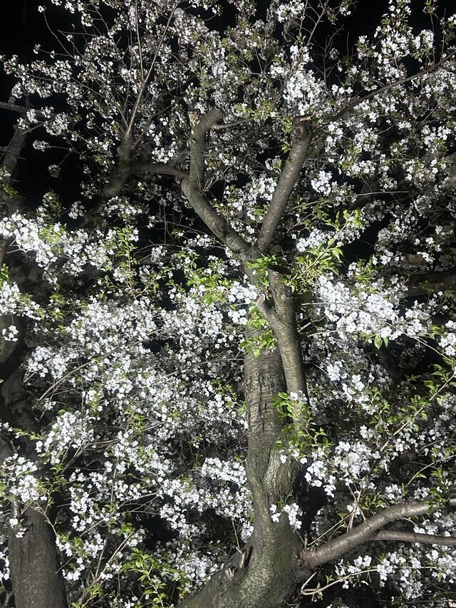 ありがとん🩷｜写メ日記｜松岡｜鶯谷 人妻デリヘル あなたに逢いたくて