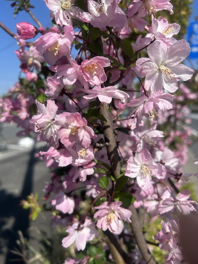 ありがと♡｜写メ日記｜松岡｜鶯谷 人妻デリヘル あなたに逢いたくて