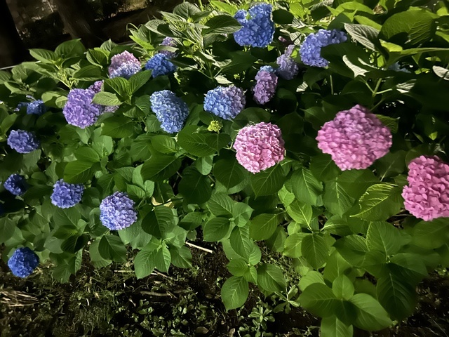 ありがとう☺️｜写メ日記｜松岡｜鶯谷 人妻デリヘル あなたに逢いたくて