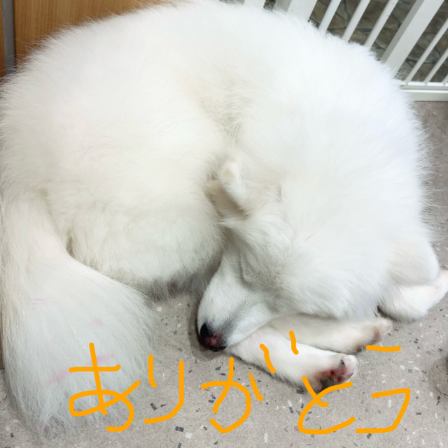 お礼❣️｜写メ日記｜大野｜鶯谷 人妻デリヘル あなたに逢いたくて