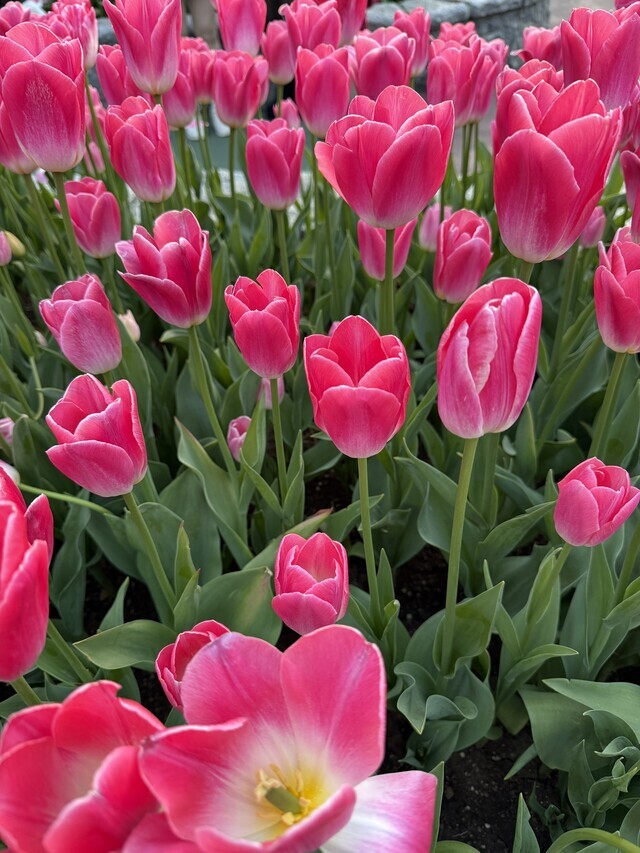 お知らせです。｜写メ日記｜江角｜鶯谷 人妻デリヘル あなたに逢いたくて