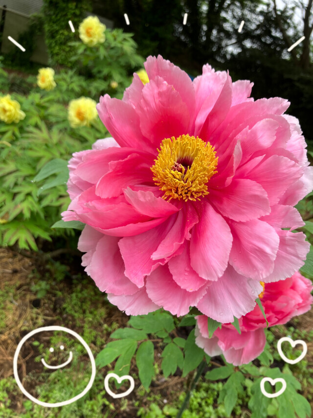 立てば芍薬座れば牡丹💐｜写メ日記｜川崎｜鶯谷 人妻デリヘル あなたに逢いたくて