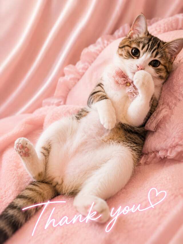 ありがとう日記ฅ^•ω•^ฅ