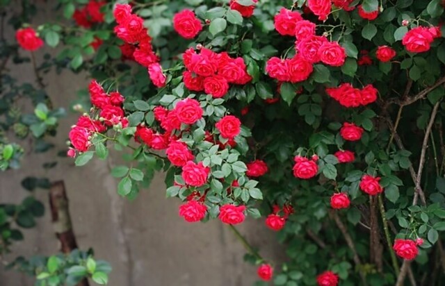 11/9のお礼♡｜写メ日記｜永井｜鶯谷 人妻デリヘル あなたに逢いたくて