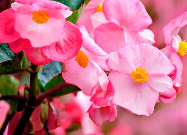 11/12のお礼♡｜写メ日記｜永井｜鶯谷 人妻デリヘル あなたに逢いたくて