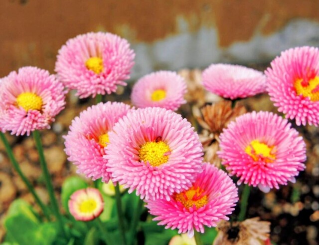 1/9のお礼♡｜写メ日記｜永井｜鶯谷 人妻デリヘル あなたに逢いたくて