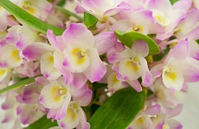 1/16のお礼♡｜写メ日記｜永井｜鶯谷 人妻デリヘル あなたに逢いたくて