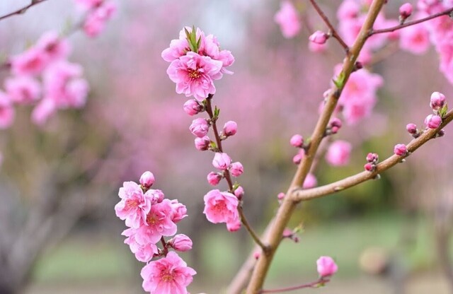 ありがとう💗｜写メ日記｜永井｜鶯谷 人妻デリヘル あなたに逢いたくて
