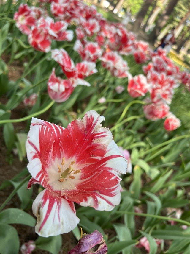 本日のお礼です♡｜写メ日記｜今井｜鶯谷 人妻デリヘル あなたに逢いたくて
