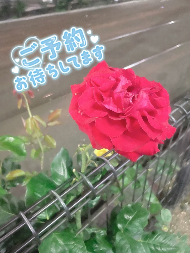 出勤しました♡｜写メ日記｜柏木｜鶯谷 人妻デリヘル あなたに逢いたくて