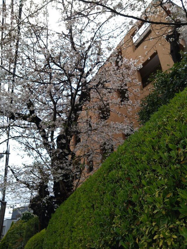 いつもありがとう✨