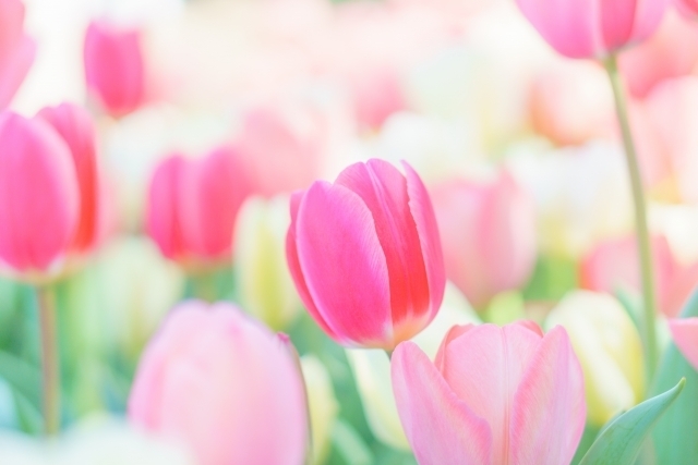 ありがとうM様🌼｜写メ日記｜上戸｜鶯谷 人妻デリヘル あなたに逢いたくて