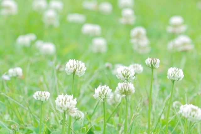 ありがとうH様🌸｜写メ日記｜上戸｜鶯谷 人妻デリヘル あなたに逢いたくて