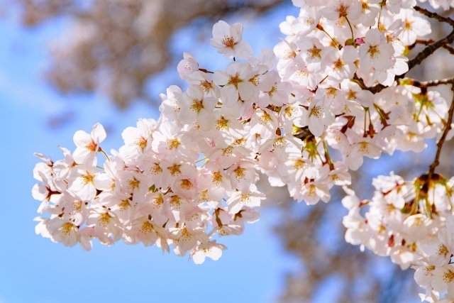 ありがとうY様🌸｜写メ日記｜上戸｜鶯谷 人妻デリヘル あなたに逢いたくて