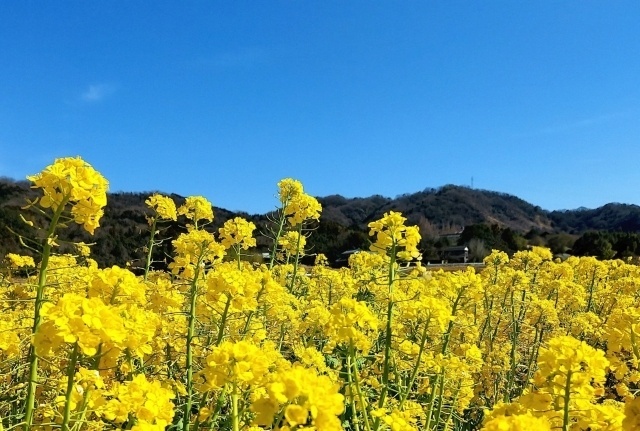 ありがとうS様🌷｜写メ日記｜上戸｜鶯谷 人妻デリヘル あなたに逢いたくて