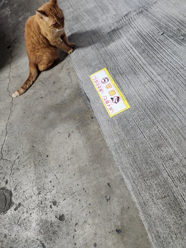 (⋆ᴗ͈ˬᴗ͈)”
