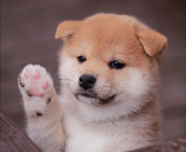 :;((•﹏•๑)));: