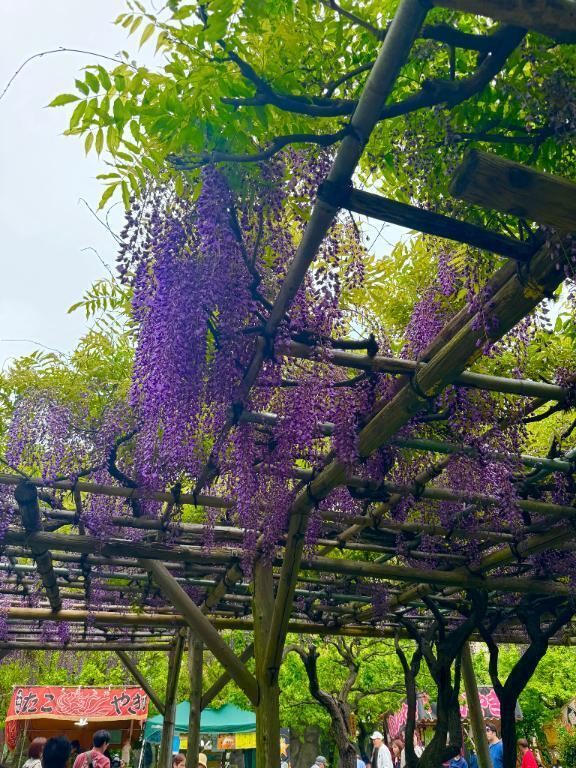 亀戸まで行ったよ🩷｜写メ日記｜かなん【超敏感爆乳彼女】｜池袋 一般デリヘル STELLA TOKYO−ステラトウキョウ−