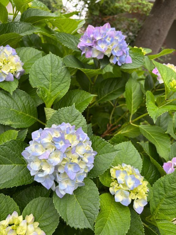 もうそろ梅雨やね☔️｜写メ日記｜みこと【極上のおっぱい美少女】｜池袋 一般デリヘル STELLA TOKYO−ステラトウキョウ−